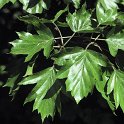 Sorbus torminalis